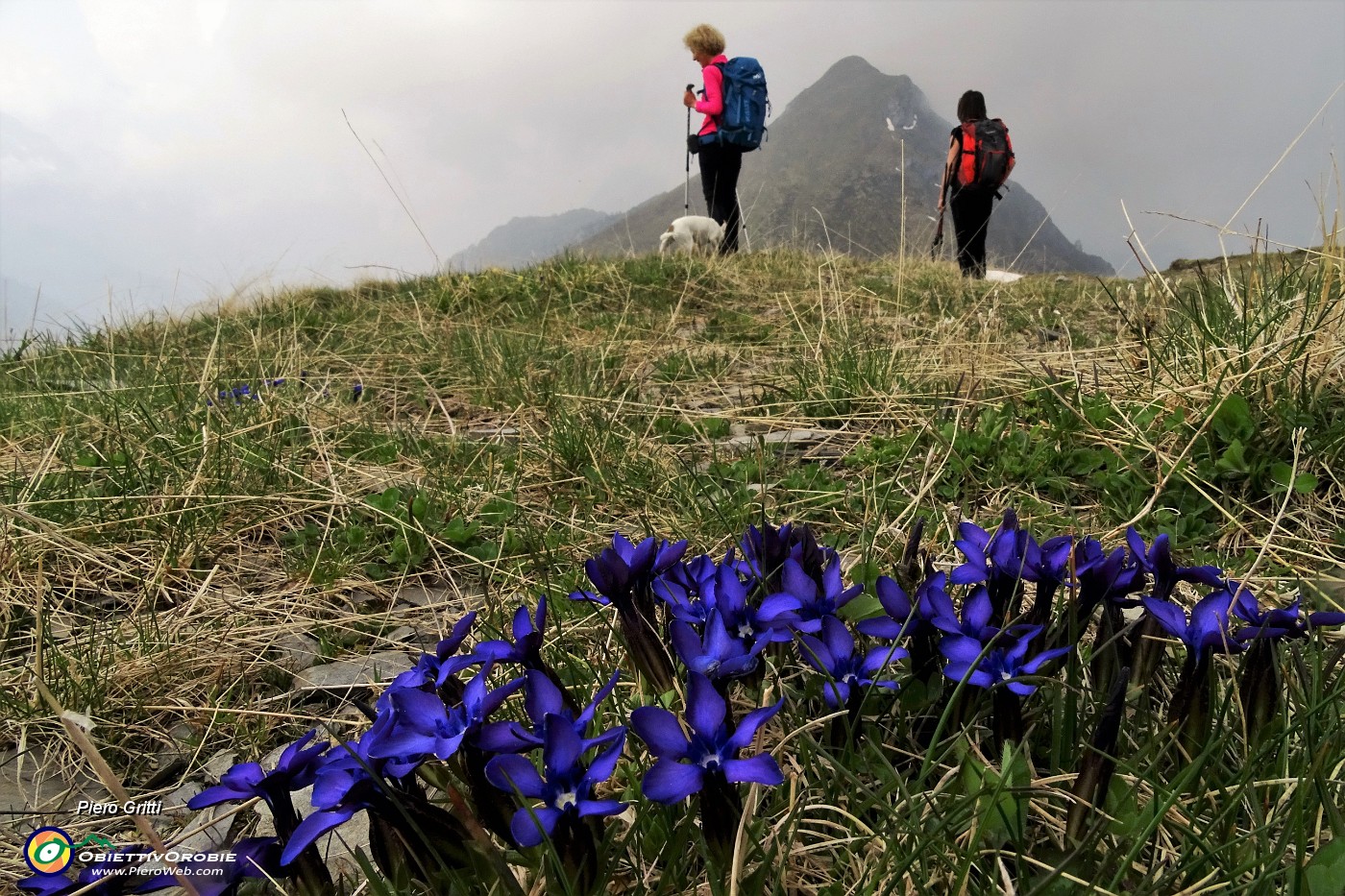 19 Genziana primaticcia (Gentiana verna) con vista in Pizzo Vescovo.JPG -                                